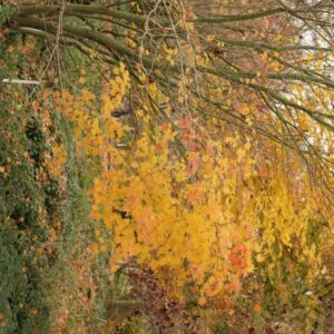 Acer sieboldianum 'Isis'