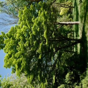 Acer sieboldianum 'Osiris'