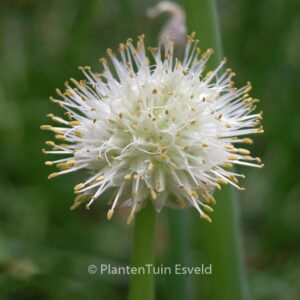 Allium fistulosum