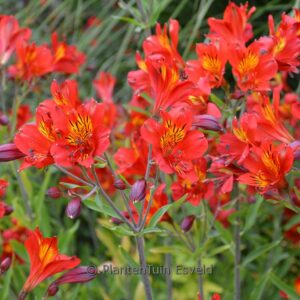 Alstroemeria 'Mars'