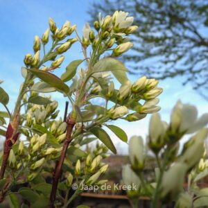 Amelanchier alnifolia 'Saskatoon Berry'
