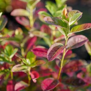 Amelanchier canadensis 'October Flame'