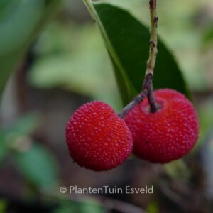 Arbutus 'Marina'