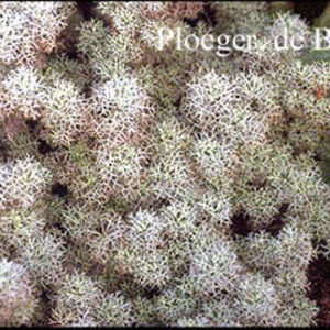 Artemisia canescens