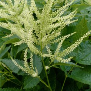 Aruncus 'Ulf'