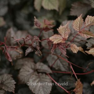Astilbe 'Chocolate Shogun'