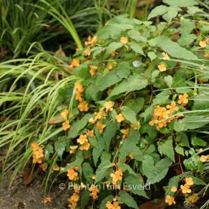 Begonia sutherlandii