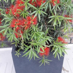 Callistemon masotti 'Mini Red'