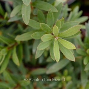 Callistemon viminalis 'Little John'