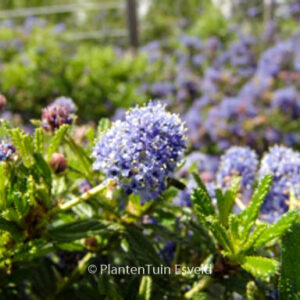 Ceanothus 'Blue Diamond'