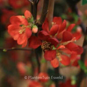 Chaenomeles speciosa 'Hot Fire'