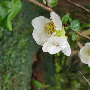 Chaenomeles superba 'Andenken an Karl Ramcke'