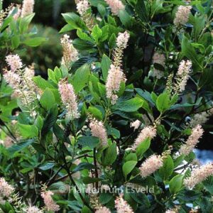 Clethra alnifolia 'Rosea'