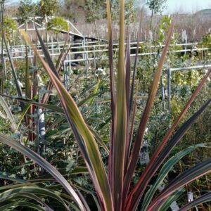 Cordyline australis 'Can Can'