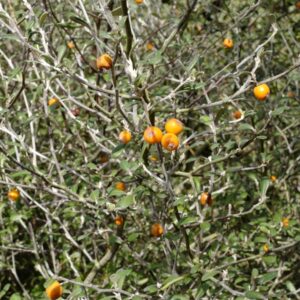 Corokia virgata