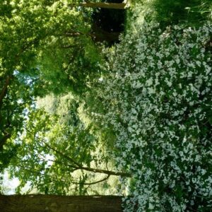Deutzia rosea 'Campanulata'