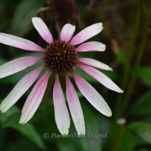 Echinacea 'JS Engeltje' (PRETTY PARASOLS)
