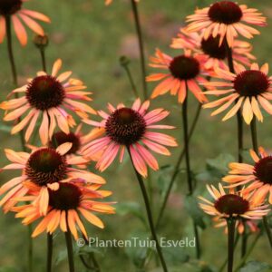 Echinacea purpurea 'Sundown'