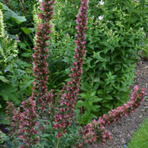 Echium amoenum
