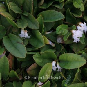 Epigaea repens