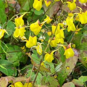 Epimedium davidii