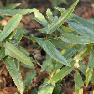 Epimedium lishihchenii
