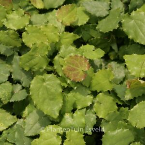 Epimedium pauciflorum