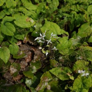 Epimedium stellulatum 'Wudang Star'