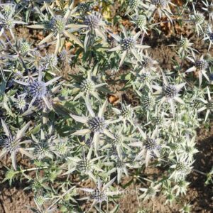 Eryngium tripartitum