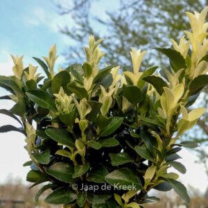 Euonymus japonicus 'Francien'