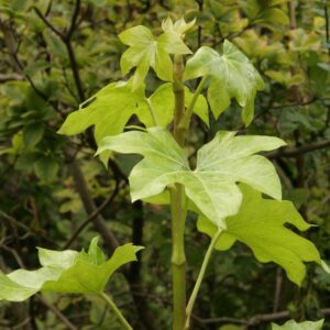 Fatshedera lizei