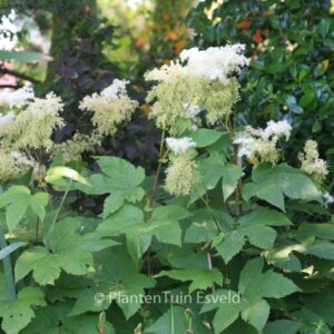 Filipendula purpurea 'Alba'