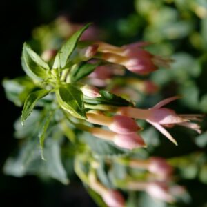 Fuchsia 'Whiteknight's Blush'