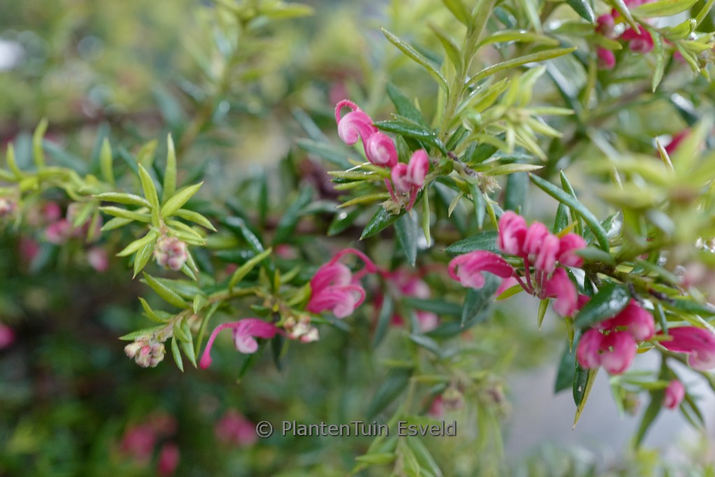 Grevillea 'Poorinda Elegance'