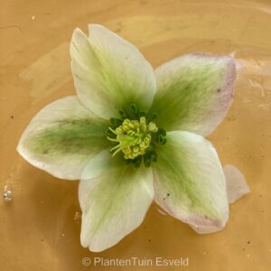 Helleborus 'Ivory Prince'