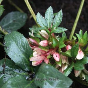 Helleborus nigercors 'Candy Love'