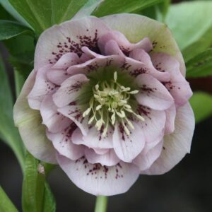 Helleborus orientalis 'Double Ellen Pink'