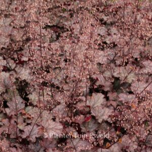 Heuchera 'Amethyst Mist'