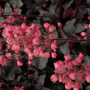Heuchera 'Black Forest Cake'
