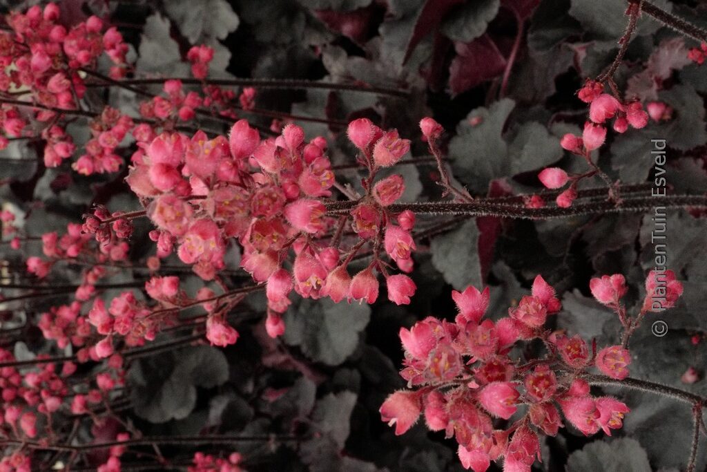 Heuchera 'Black Forest Cake'