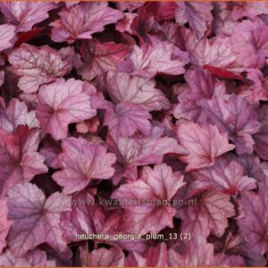 Heuchera 'Georgia Plum'