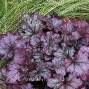 Heuchera 'Plum Royale'