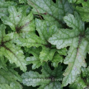 Heucherella 'Kimono'