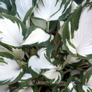 Hosta 'Fire and Ice'