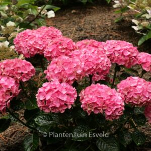 Hydrangea macrophylla 'Anda Blue'