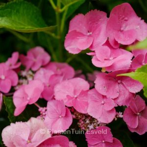 Hydrangea macrophylla 'Anneke'