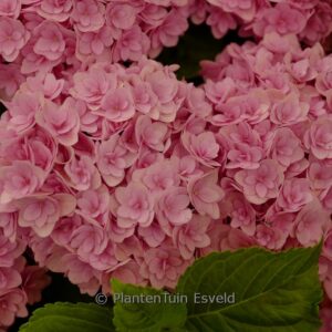 Hydrangea macrophylla 'ES14' (FLAIR & FLAVOURS SWEET CUPCAKE)