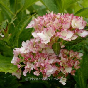 Hydrangea macrophylla 'Hortmaflam' (CHARMING BY MAGICAL SOPHIA)