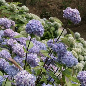 Hydrangea macrophylla 'Nigra'