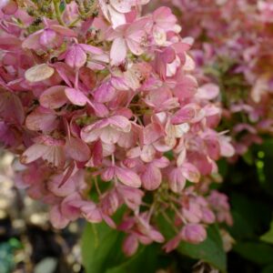 Hydrangea paniculata 'Hp217901' (PANFLORA)
